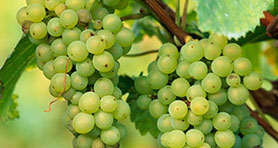 Fresh Grapes